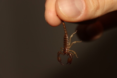 Euscorpius tergestinus