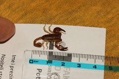 Euscorpius tergestinus