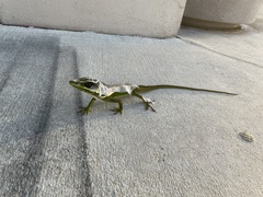 Anolis equestris