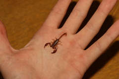 Euscorpius tergestinus