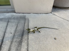 Anolis equestris