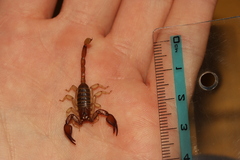 Euscorpius tergestinus