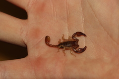 Euscorpius tergestinus