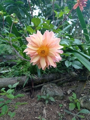 Dahlia pinnata