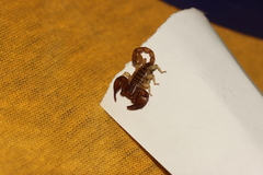 Euscorpius tergestinus