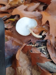 Lentinus flexipes