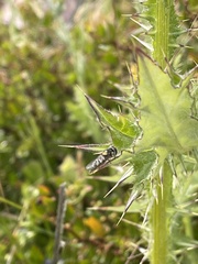 Allograpta hortensis
