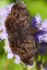 Pellicia arina