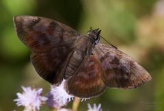 Pellicia arina
