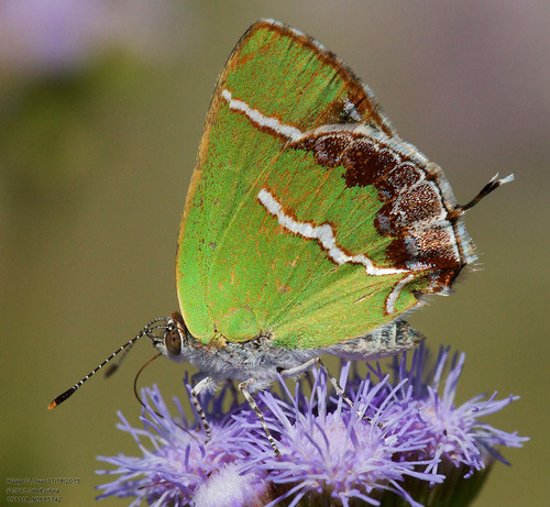Silver-banded Hairstreak photo 5