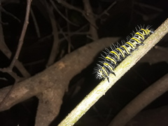 Egybolis vaillantina