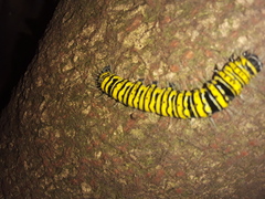 Egybolis vaillantina