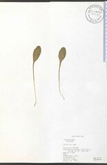 Ophioglossum pusillum