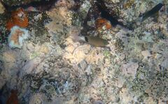 Plectroglyphidodon dickii