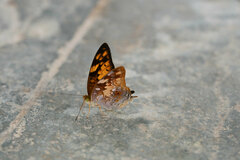 Vagrans sinha