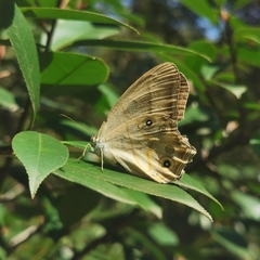 Lethe syrcis