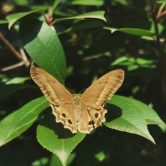 Lethe syrcis