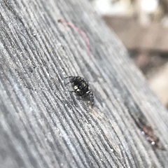 Maratus