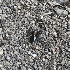 Maratus