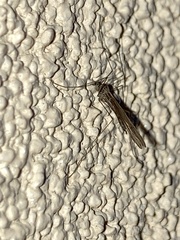Trichocera
