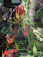 Gloriosa