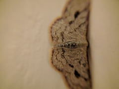 Geometridae