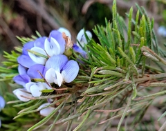 Psoralea pinnata
