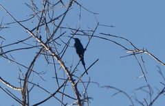 Nectarinia famosa famosa
