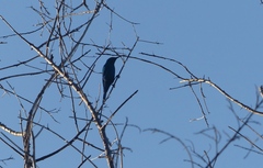 Nectarinia famosa famosa