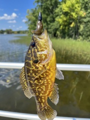 Lepomis gulosus