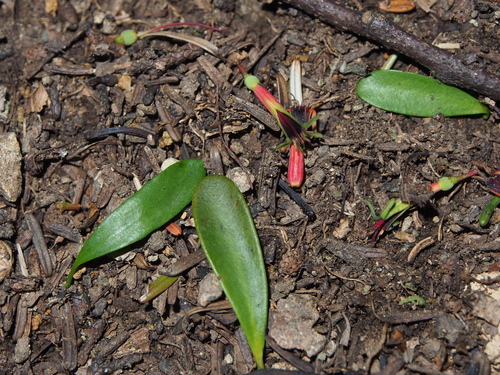 Taxillus kaempferi iNat (2)