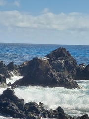 Thalasseus sandvicensis