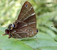 Saribia perroti