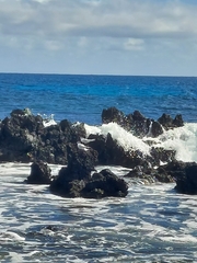 Thalasseus sandvicensis