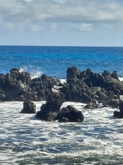 Thalasseus sandvicensis