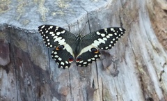 Papilio demodocus demodocus