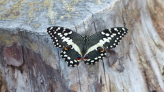 Papilio demodocus demodocus
