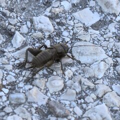 Melanogryllus desertus