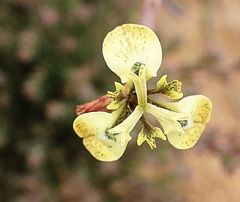 Moraea unguiculata