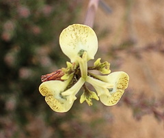 Moraea unguiculata