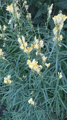 Linaria vulgaris