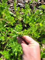 Centaurea phrygia pseudophrygia