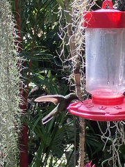 Anthracothorax dominicus