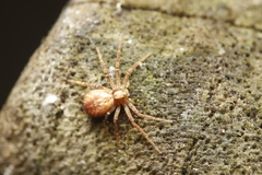 Philodromus aureolus