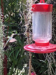 Anthracothorax dominicus