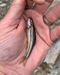 Chrosomus erythrogaster