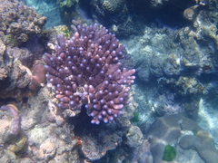 Acroporidae