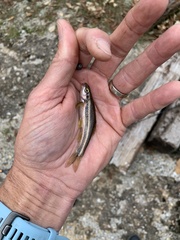 Chrosomus erythrogaster