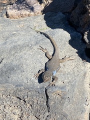 Gallotia galloti galloti