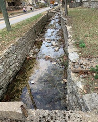 Chrosomus erythrogaster